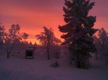 Trees against sky at sunset