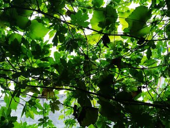 Low angle view of green hanging from tree