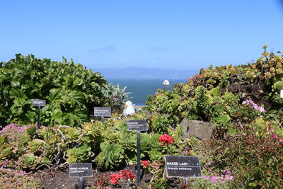 Plants by sea against building and blue sky