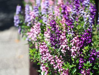 Close-up of lavender flowers