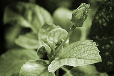 Close-up of flower