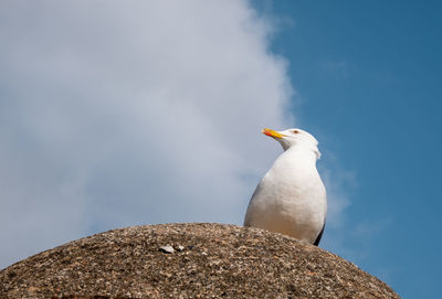 Low angle view of seagull perching on rock against sky