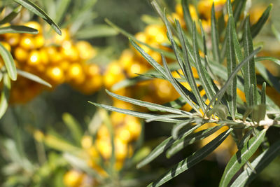 Close-up of fresh yellow flowers