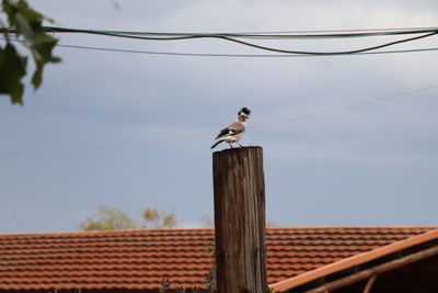 Low angle view of bird perching on wooden post against sky