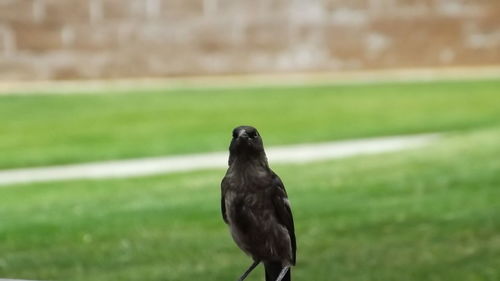 Bird on grassy field