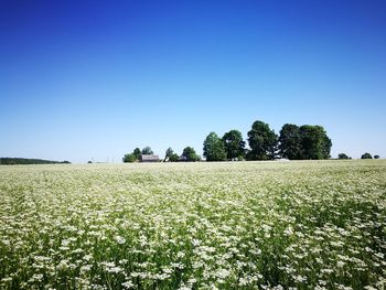 Scenic view of field against clear blue sky