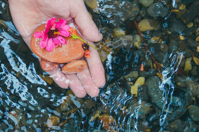 Close-up of hand holding flowers and stones over the water