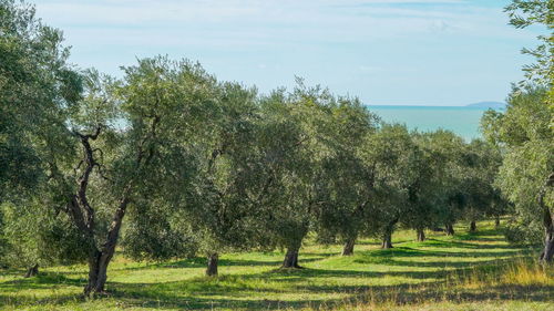 Trees on field against sky