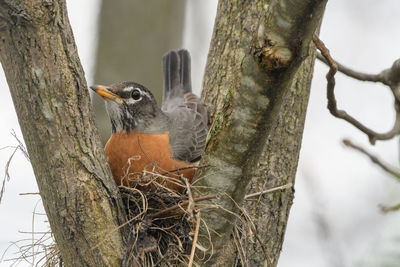 Close-up of bird perching on tree trunk