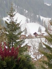 Houses and trees during winter