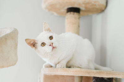 White cat, who was rescued on the street, with a sore eye, sits in his house scratching post 