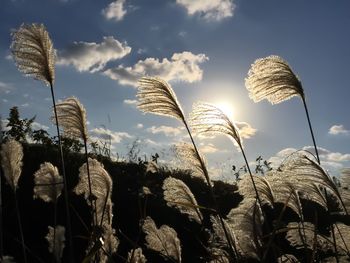 Low angle view of plants growing on field against sky