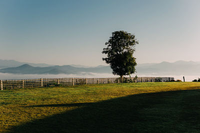 Scenic view of field against clear sky