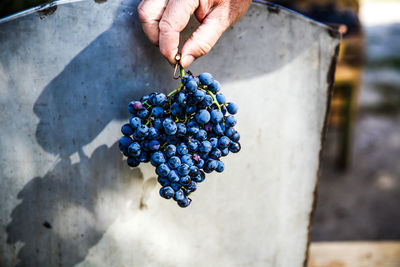 Close-up of hand holding grapes