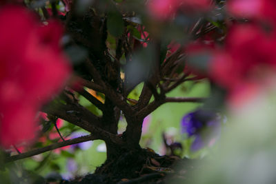 Close-up of pink flowers