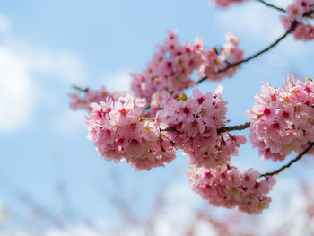 Low angle view of pink flowers on branch