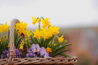 Close-up of yellow flowering plant in basket against sky