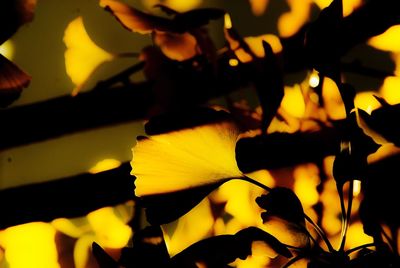 Close-up of yellow flower