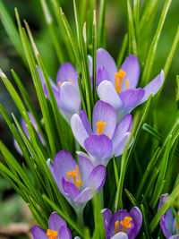 Close-up of purple crocus flowers