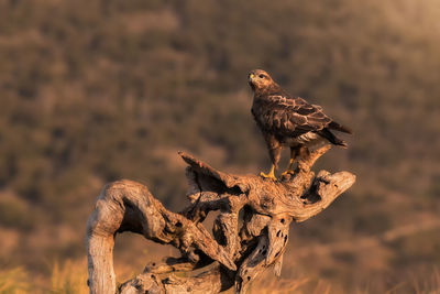 Close-up of eagle perching on tree