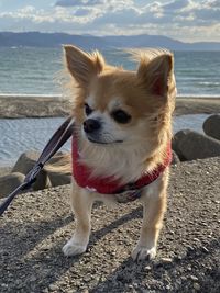 Portrait of a dog on beach