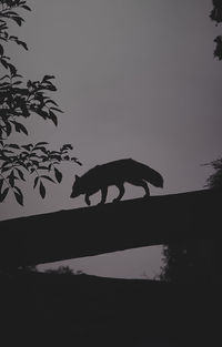 Silhouette cat by tree against clear sky