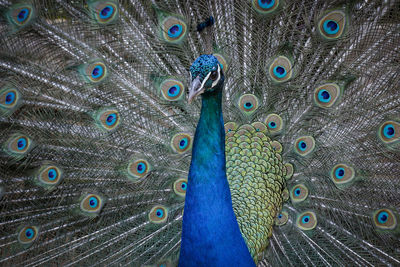 Full frame shot of peacock