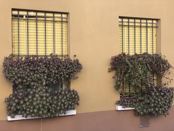 Close-up of potted plant against window of building