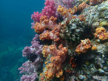 Close-up of coral in sea
