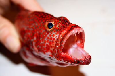 Close-up of human hand holding red leaf