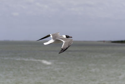 Seagull flying over sea