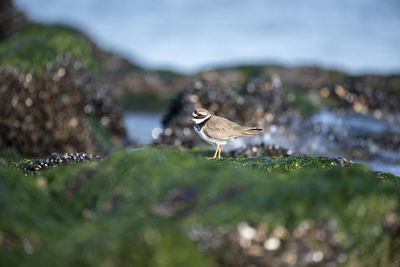 Bird perching on a land