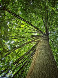 Low angle view of bamboo trees in forest