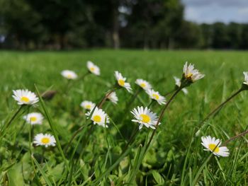 Close-up of white flowering plants on field