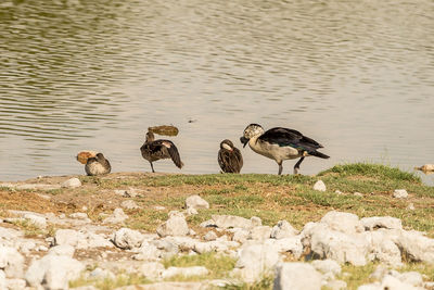 Ducks on rock at lakeshore