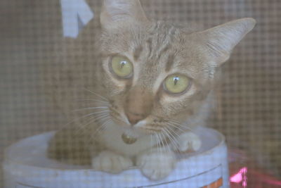 Close-up portrait of a cat