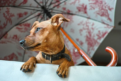 Miniature pinscher dog waiting her owner on the sofa