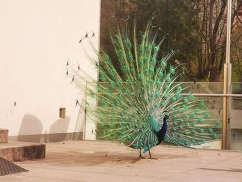 View of peacock on wall