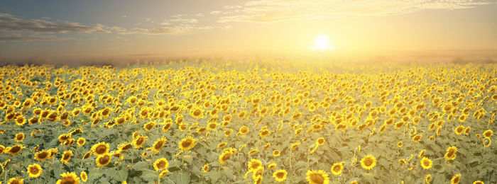 Scenic view of sunflower field against sky during sunset