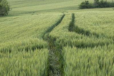 Scenic view of agricultural field