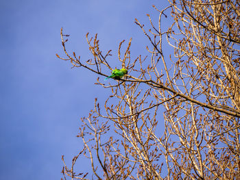 Low angle view of flowering tree against blue sky