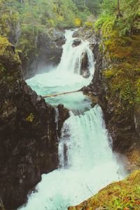 Stream flowing through forest