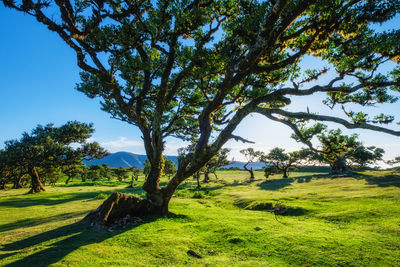 Trees on field