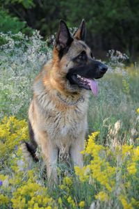 Close-up of a dog looking away