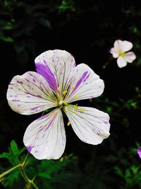 Close-up of flower blooming outdoors