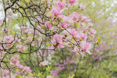 Close-up of pink cherry blossoms in spring