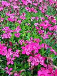 Close-up of pink flowers