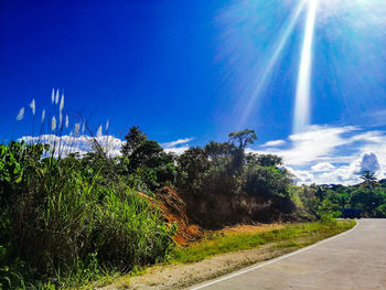 Trees by road against sky