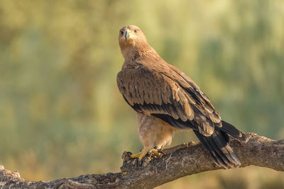 Close-up of golden eagle perching on branch