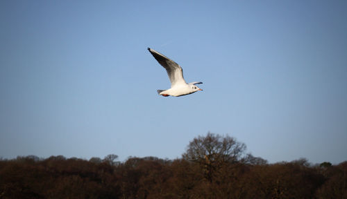Low angle view of seagull flying against clear sky